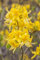 Rhododendron luteum 'Golden Sunset' 40-50 cm - Azalee, gelbe Blüten, Blütezeit Mai-Juni, ideal für Rabatten, bienenfreundlich, winterhart