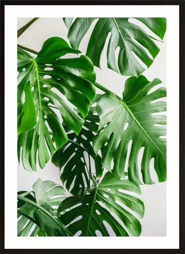 HUBDECO Bild Wanddekoration Poster - Hochwertiges Poster gedruckt auf 200g/m2 Posterpapier - Tolle Zimmerdekoration - Schlafzimmer Bilder - Ohne Ramen - 70x50cm - Monstera Blatt Pflanze