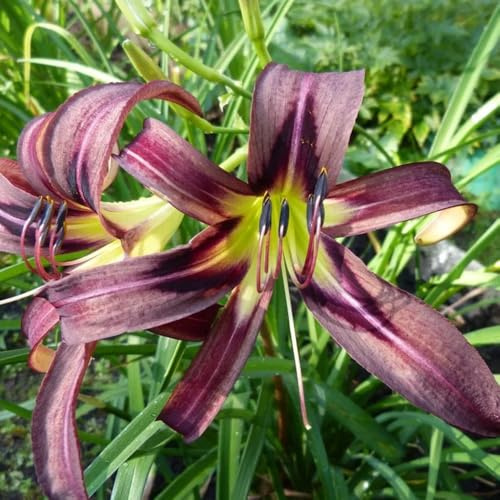 Taglilien, Hemerocallis fulva, blumensamen bienenfreundlich wohnzimmer deko balkongewächshäuser wiesenblumen balkonpflanzen für sonnige plätze 550Samen