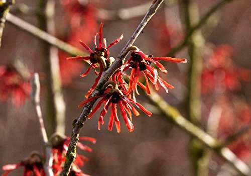 Rotblühende Zaubernuss Hamamelis intermedia Diane Containerware 40-60 cm