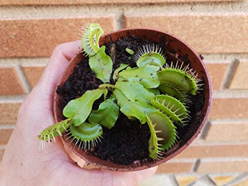 Planta carnivora/Dionaea Muscipula/VENUS ATRAPAMOSCAS