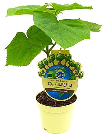 Kiri baum - CO2-Klimabaum (auch Blauglockenbaum, Kaiserbaum, Paulownia Fortunei X P. Tomentosa)