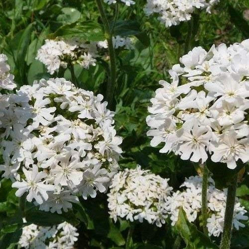 Semi Lychnis Snowstar di Fiori (Lychnis Viscaria) 200 + Semi