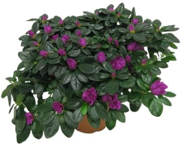 Flor de Azalea Planta con Un Toque Especial para tus Espacios Interiores y Exteriores