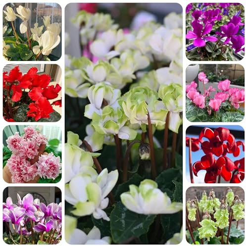 semi di ciclamino da appartamento to perenni, decorazione autunnale di ciclamino resistenti per il giardino, resistenti 40pcs