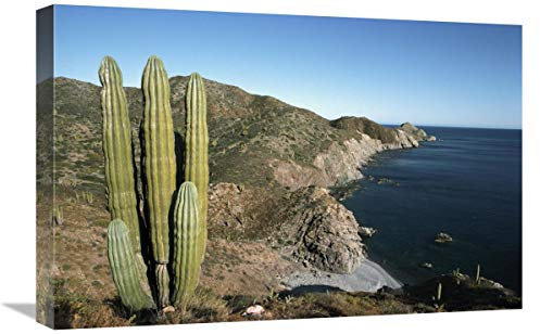 Lienzo de cactus gigante, isla de Santa Catalina, mar de Cortés, Baja California, México, 61 x 40 cm