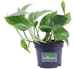 Pianta di Pothos Pianta di Scindapsus pianta da interno pianta ornamentale di Pohos pianta decorativa di Scindapsus pianta di Pothos vera venduta da eGarden.store (Aureus v.12 cm)
