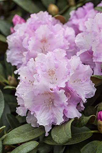 Rhododendron yakushimanum 'Silberwolke' 30-40 cm – Winterhart, Immergrün, Pflegeleicht – Rhododendron – Zierstrauch für Garten & Kübel