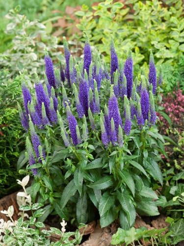 Veronica spicata 'Ulster Dwarf Blue' 9x9 cm Topf – Winterhart, Mehrjährig, Pflegeleicht – Ehrenpreis – Staude für Beet & Rabatte