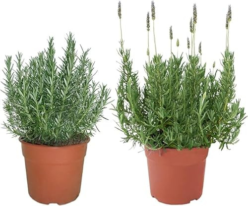 BotanicaUrbana- PACK AROMATICAS ROMERO+LAVANDA