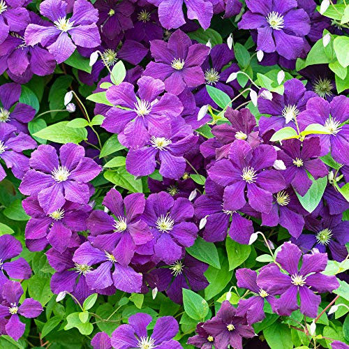 Clematis Polish Spirit Deciduous Flowering Potted Outdoor Garden Climbing Plant (9cm Pot, 20-30cm)