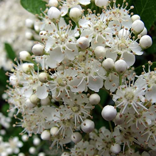 Pyracantha Coccinea Tree Seeds - Scarlet Firethorn 20 Seeds.
