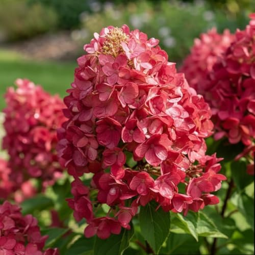Hortensia Diamant Rouge (3 plantor) Vinterhård hortensia paniculata, äkta trädgårdsplantor från Holland (inga frön, ingen konstgjord blomma och inte konstgjord), flerårig för krukor och balkonger