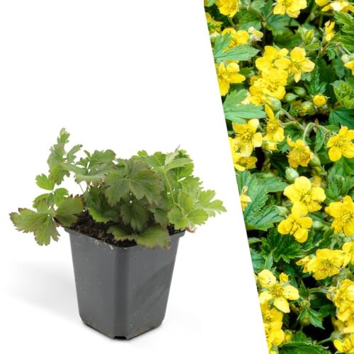 Plants by Frank Waldsteinia Ternata, 24x Dreiblatt Golderdbeere, Ø 9 cm | Waldsteinie Dreiblatt Golderdbeere Pflanze, Bodendecker Winterhart Mehrjährig Immergrün, Stauden, Topf 9 cm, Höhe: 15 cm