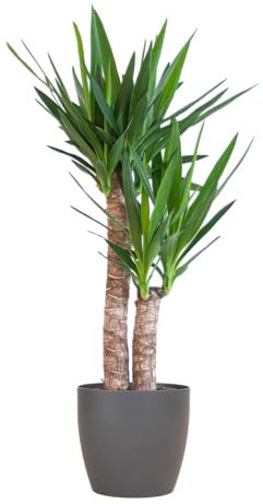 Yucca Elephantipes con Viber nero - 80-90cm - Ø21cm - Pianta d'appartamento - Sempreverde