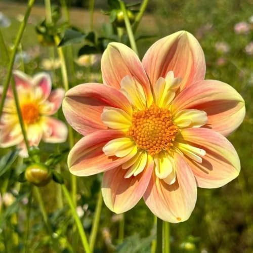 tuberi di dalia, dalie sostenibili rizoma di dalia bonsai interno per giardino a precoce decorazioni giardino per esterni bonsai decorazione 9bulbi
