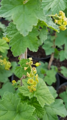 Ribes rubrum 'Rolan' / Groseillier à grappes rouges/Conteneur de 2 à 2.9 litres