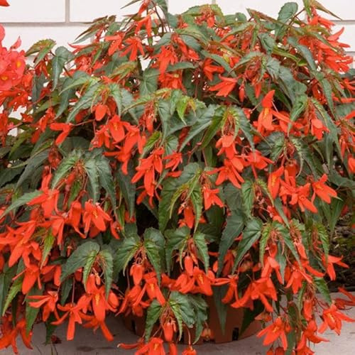 Begonie boliviensis Santa Cruz | 3 Stück | Knolle | Topfpflanze | Geeignet für Kübel | Orange | 100% Blütegarantie | QFB Gardening