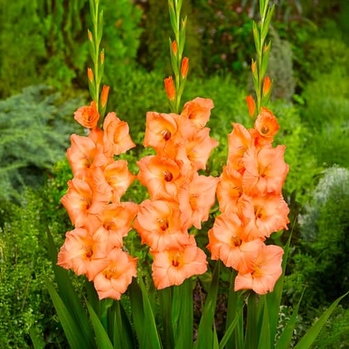 Bulbes de GLADIOLUS | Bulbes issus des meilleurs producteurs hollandais | Sélection exclusive et contrôle qualité | Floraison garantie dès la première année (10 Glaïeuls Oranges)