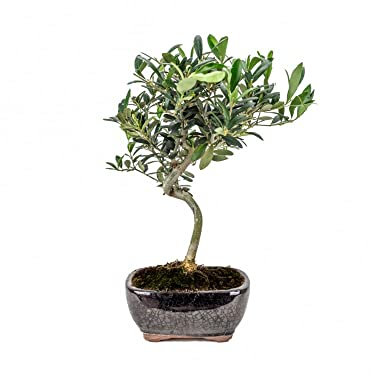 Bonsái para Interior y Exterior Planta de Olivo