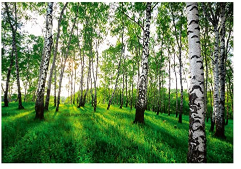 WallArena Fotomural Bosque 254x184 cm