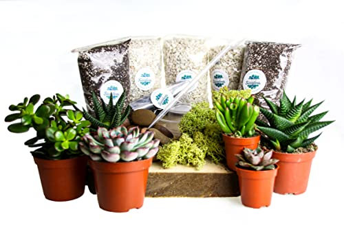 Large Plant Terrarium Kit with 6 Succulent Plants. Includes Plants,Soil, Gravel, Moss, Activated Charcoal, Decorative Stones, Step by Step Guide. Plenty for a 10 Litre Terrarium.
