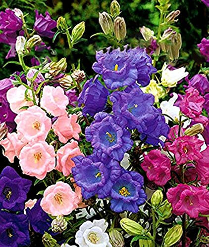 Vision4ever 500 x Canterbury Bells Mix - Seeds - Cup and Saucer Campanula Medium calycanthema for Planting Garden Yard Patio