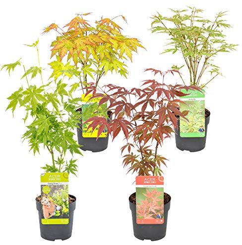 Bloomique - Mischung aus 4 Japanischen Ahornbäumen - Winterharte Pflanzen - Gartenpflanzen Winterhart - Höhe 20-30 cm - Topf 10,5 cm