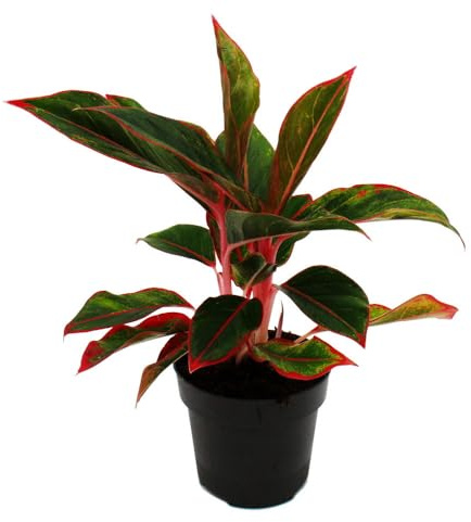 Aglaonema Jungle Red Buntblättriger Kolbenfaden 12cm Topf