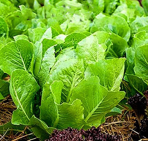 Buy4seeds Organic Lettuce Romaine Parris Island COS 1000 Seeds Easy to Grow