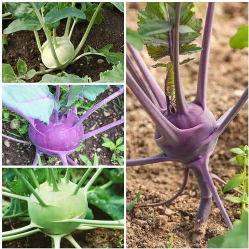 semi di cavolo rapa precoci - esterno tappezzanti da giardino di biologiche da balcone resistenti rare perenni 200pcs