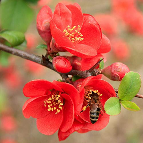 Potted Hardy Garden Plant Chaenomeles, Flowering Quince, Red Flowers in Spring, Low Maintenance, 1 x Chaenomeles Superba Clementine Plant in a 3.6 Litre Pot by Thompson & Morgan (1)