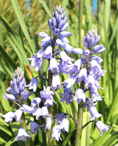 3 Stück Stauden Spanisches Hasenglöckchen 'Hyacinthoides Hispanica' blau winterhart Freilandaufzucht