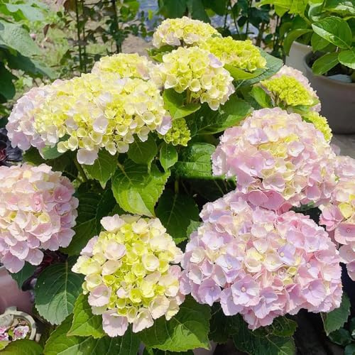 comprar semillas de hortensia, Siembra otoñal de otoño resistentes balcón para lugares soleados decoración orgánicas perennes 35pcs