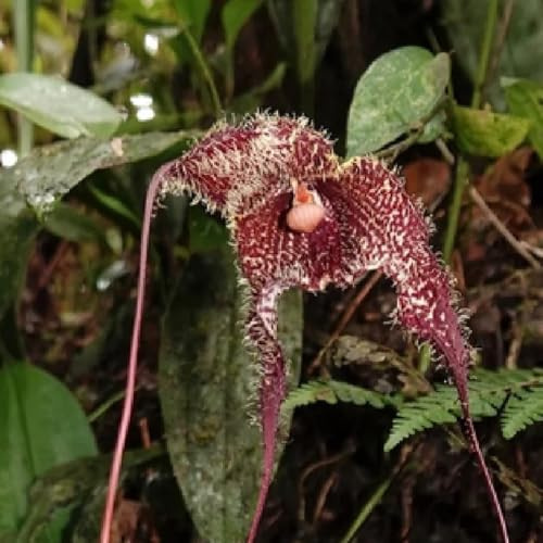 orchidea scimmia, d'appartamento purificatrici d'aria orchidee Decorazioni autunnali per un giardino resistente per l' di semi di resistenti esterno 280semi