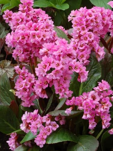 Perennial Farm Marketplace x 'Spring Fling' (Heartleaf Bergenia) Perennial, Size-#1 Container, Pink Flowers