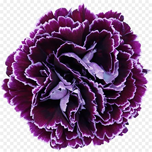 Pfingstrosen Zwiebeln, Mysteriöse magische Glühbirne, Lebende Pflanzen,Seltene Pflanze,Mehrjährige Blumenzwiebel ist winterhart,Leicht Zu ZüChten,Exotisch, Blumenzwiebel Mix,Hausgarten,-2zwiebeln-J