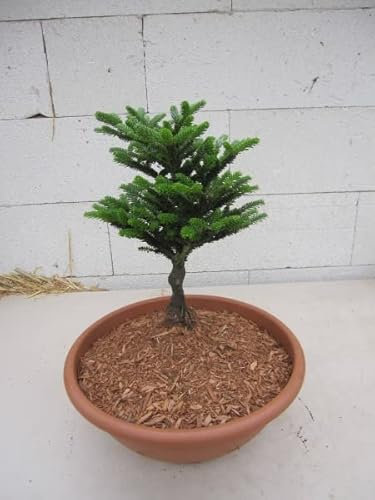 Zwerg Koreatanne Nina - Bonsai auf Hochstämmchen - Abies koreana Nina