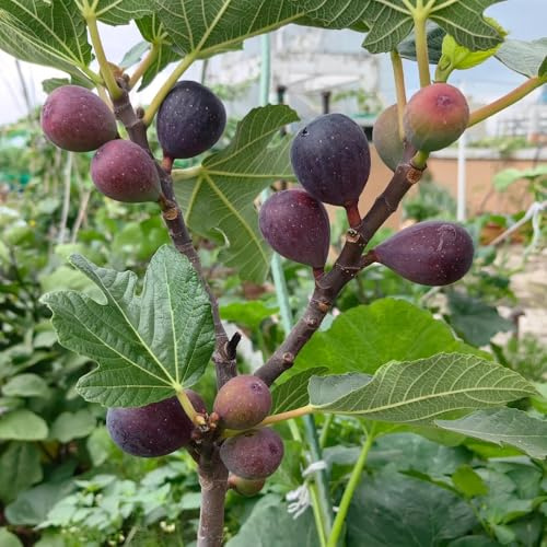 semi di fico, Ficus carica - Gli da frutto nani sono resistenti semi di antiche varietà da frutto colonnari fresca 10pcs