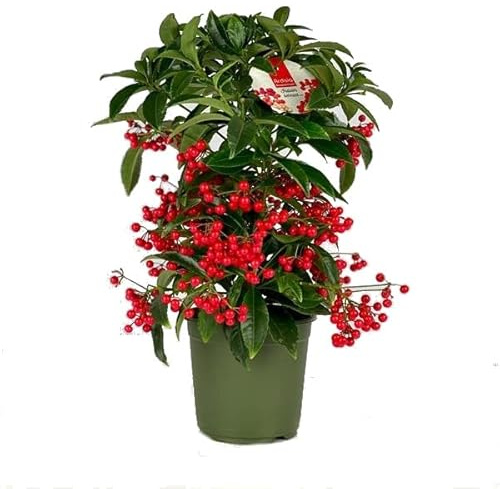 Planta Navidad Ardisa Crenada con Frutos Rojos Bayas de Navidad