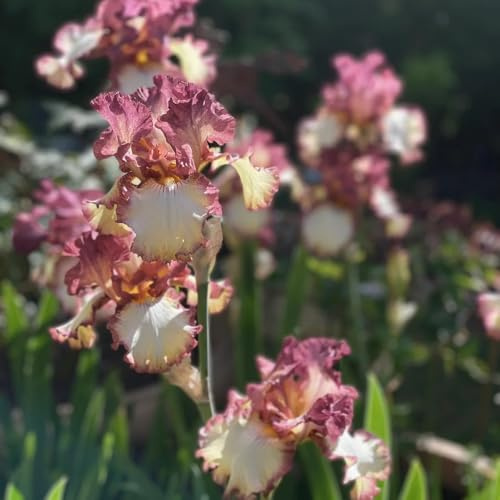 Bulbos de iris, para decorar el balcón Los bulbos de son perennes resistentes bulbos de perennes 4pcs