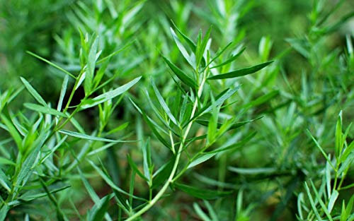 SemiSauvage 500 Tarragon Seeds - Herb Garden Vegetable - Reproducible Peasant Seeds