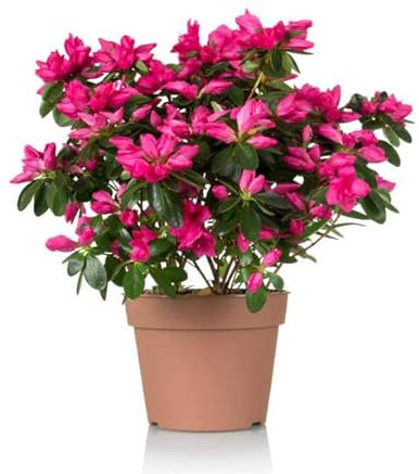 Azalea Rhododendron Planta Natural de Exterior e Interior con Flores
