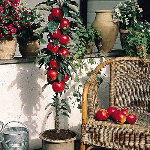 Semi di mela nana - RED DELICIOUS - Miniatura - Interno o esterno - 10 semi