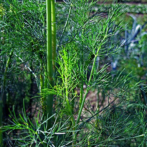 Dill (Anethum graveolens) 600 Samen Dille Gurkenkraut