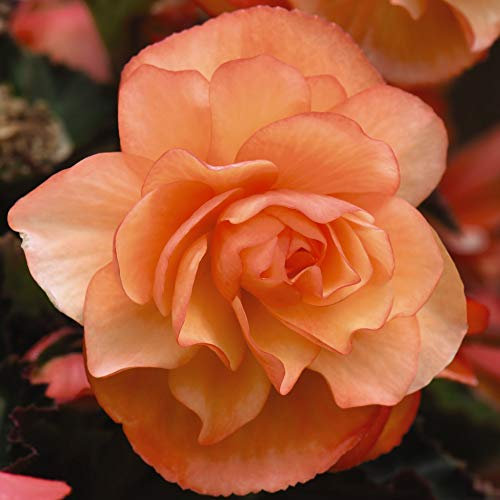 Begonia Jumbo Plug Plants, Summer Flowering Bedding, Scented, Hanging Baskets, Gardens & Patios, 4 x Begonia Fragrant Falls Apricot Delight Jumbo Plug Plants by Thompson & Morgan (4)