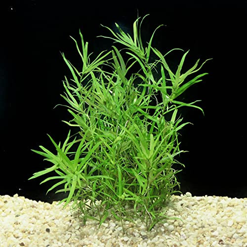 Floratica Heteranthera Zosterifolia Cuttings Live Aquarium Aquatic Plants Fish Tank (5)