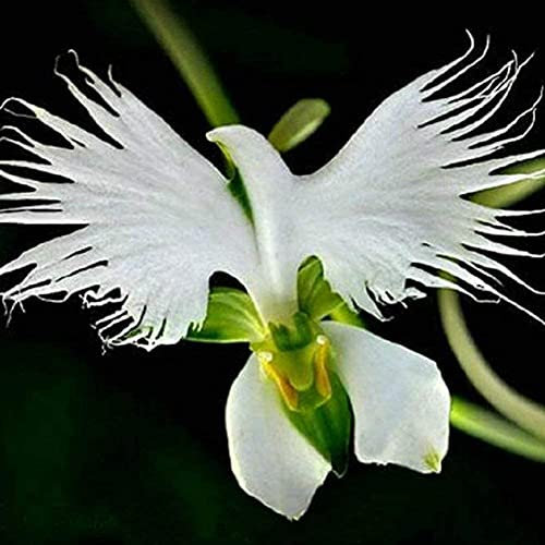 Buy4seeds 30 x Radiata Seeds White Egret Orchid Seeds World's Rare Orchid Useful for Garden and Outdoor