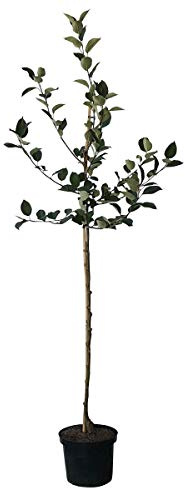 Apfelbaum Jakob Fischer historischer robuster Herbstapfel Halbstamm M7 ca. 150-170 cm im 10 Liter Topf