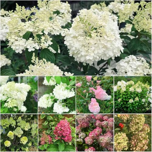 Semillas resistentes de hortensia panícula del jardin balcon semillas de hortensia panícula hortensias para decoración 100pcs